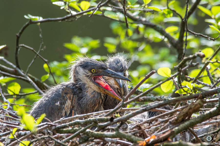 AW5_1129-Bearbeitet-Bearbeitet_LR Kopie.jpg