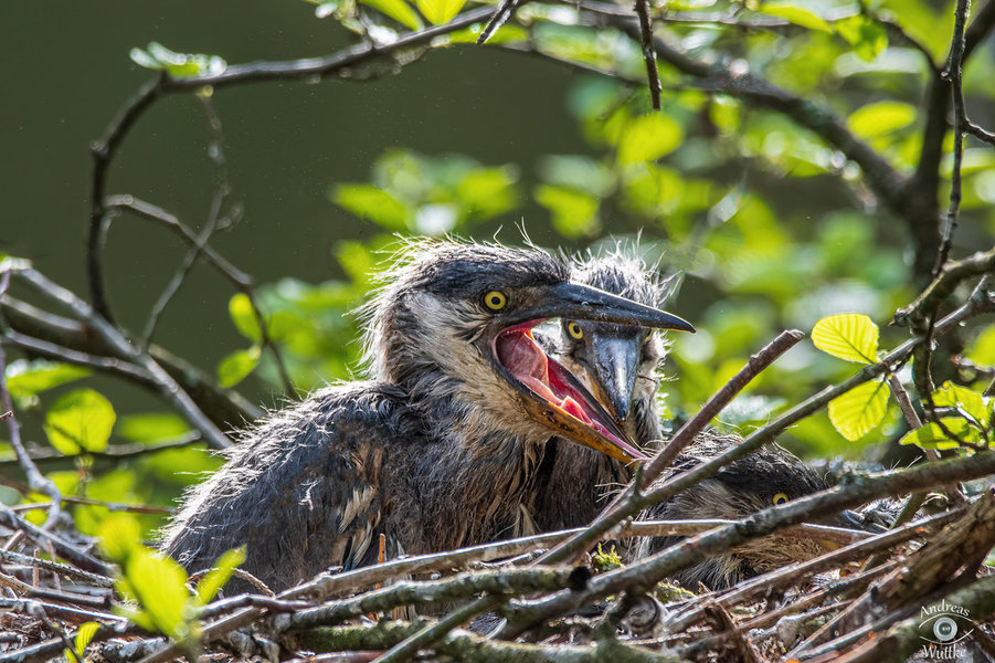 AW5_1130-Bearbeitet_LR-JPG WZ Zwischenspeicher -2 Kopie.jpg