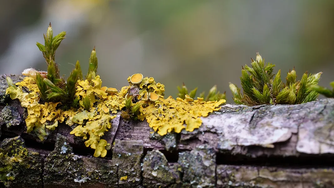ci_A7402024_NR.webp