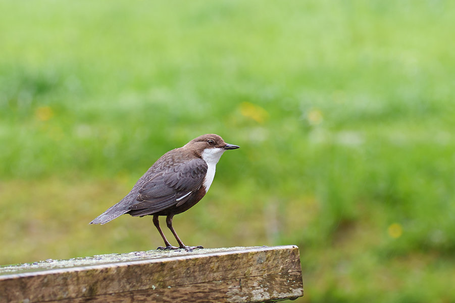 ci_A7402085_NR.jpg ci_A7402085_NR.jpg