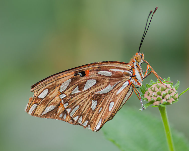 Krefeld 15.05.11_0012_DxO-Bearbeitet.jpg