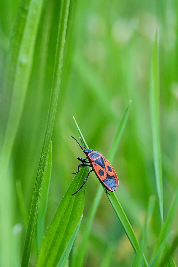 ci_A7402496.webp ci_A7402496.webp