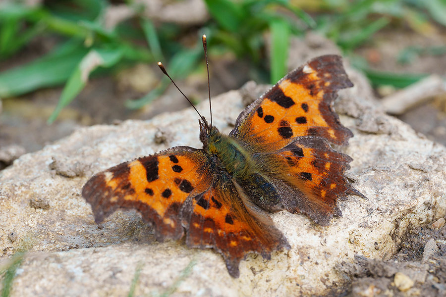 ci_A7402474.jpg