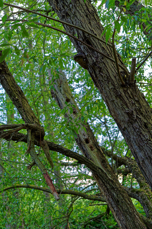 IMGP9613_DxO.jpg