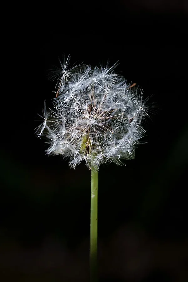 ci_A7402517.webp ci_A7402517.webp