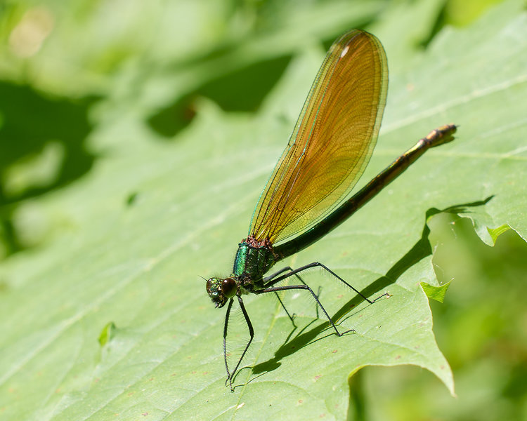 ci_A7402657.jpg