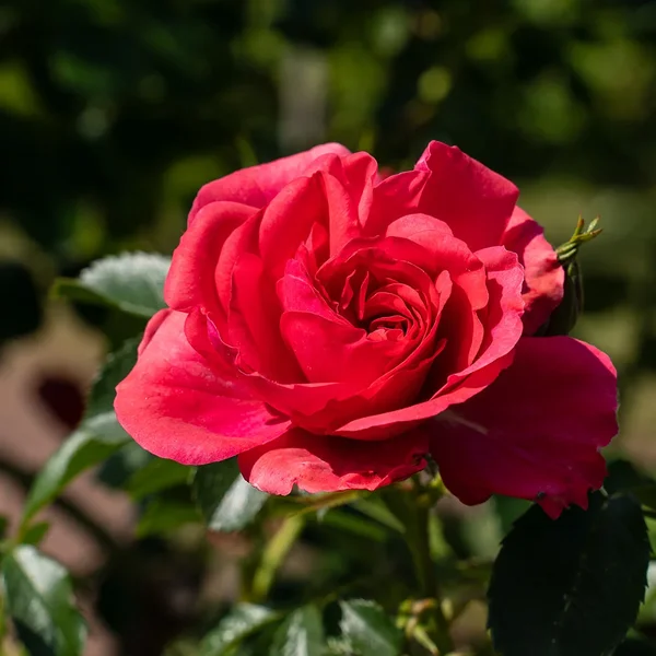 ci_A7402567.webp