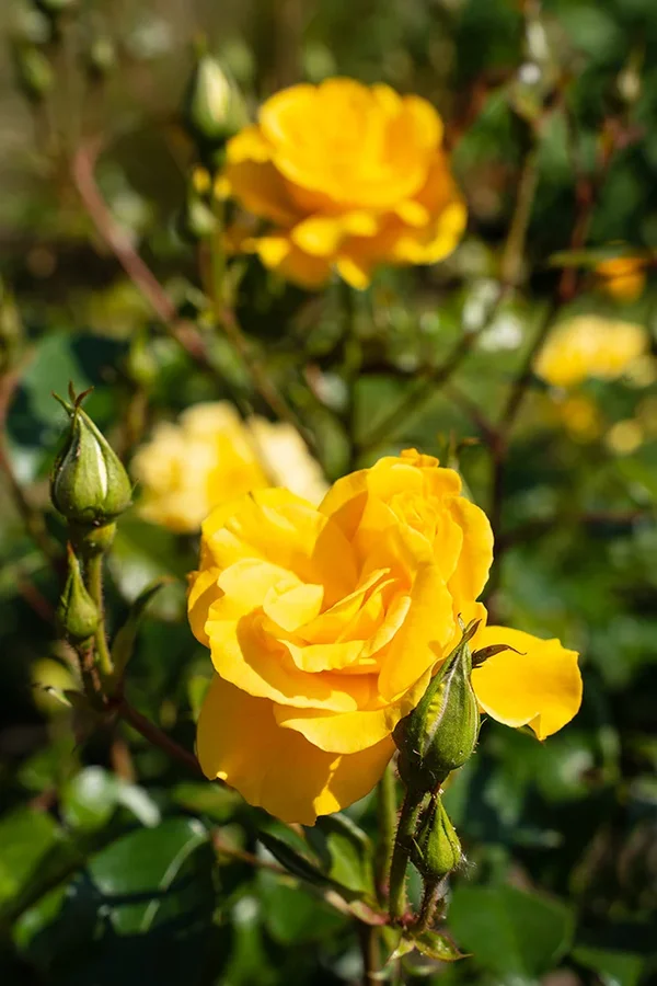 ci_A7402579.webp