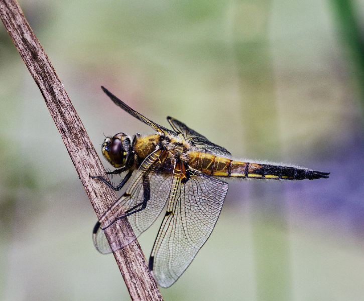 IMGP9807_DxO.jpg
