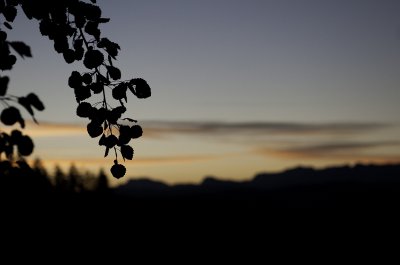 Blätter vor Sonnenaufgang2.jpg Blätter vor Sonnenaufgang2.jpg