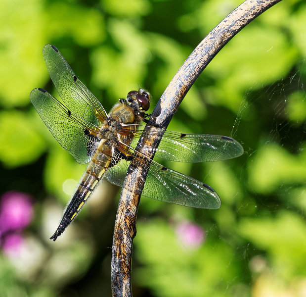 IMGP9833_DxO.jpg