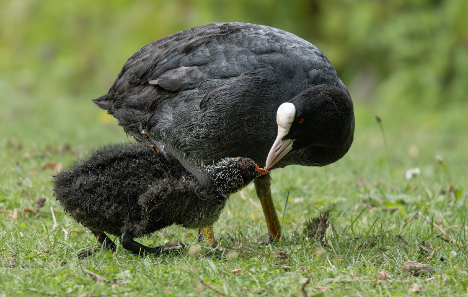 August 2017-18-Verbessert-RR-Bearbeitet.jpg