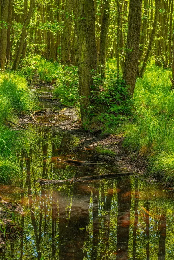 Feuchtgebiet.webp