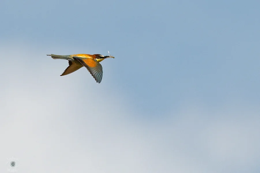 AW5_3219-Bearbeitet_LR-Zwischenspeicher jpg 85%-2.webp