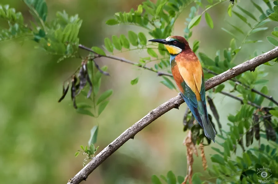 AZ6_8886_LR.jpg AZ6_8886_LR.jpg
