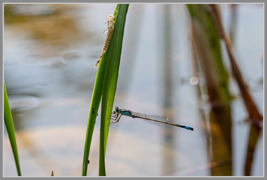 _DMB3660-Verbessert-RR.jpg