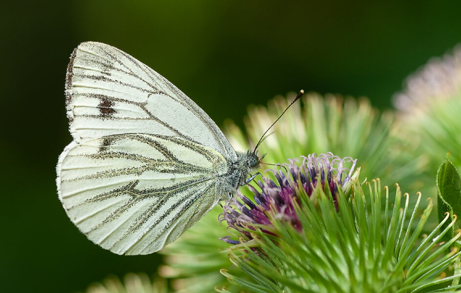 Bunter Garten (212 von 118)_DxO-Bearbeitet.jpg