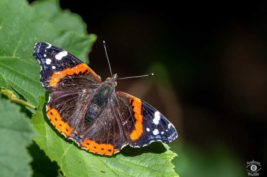 AZ6_0663_LR Kopie.jpg