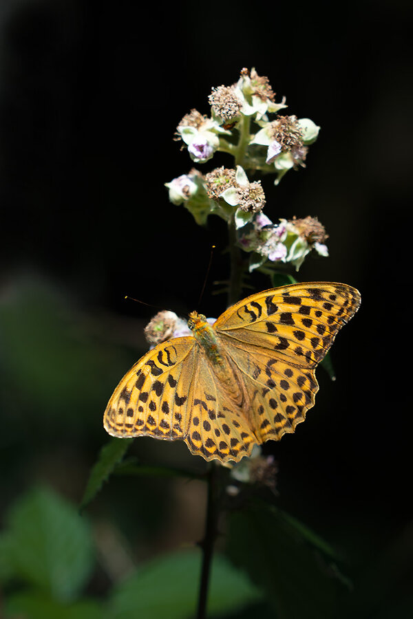 ci_A7404921.jpg