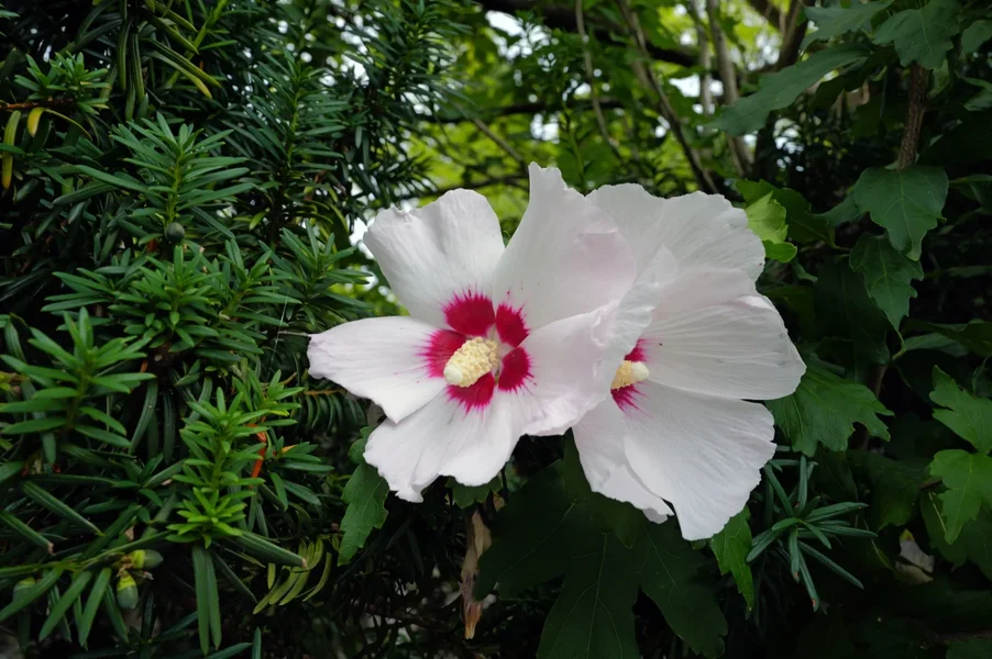 HibiskusWeissRot2BlütenQ3_1500x998.webp