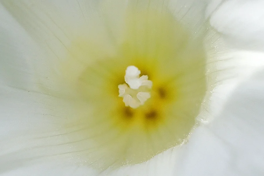 WeisseBlumeStaaubgefQ3.webp