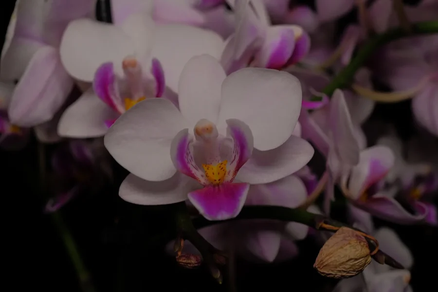 OrchideeweissrosaQ3Macromode_1500x1000.webp
