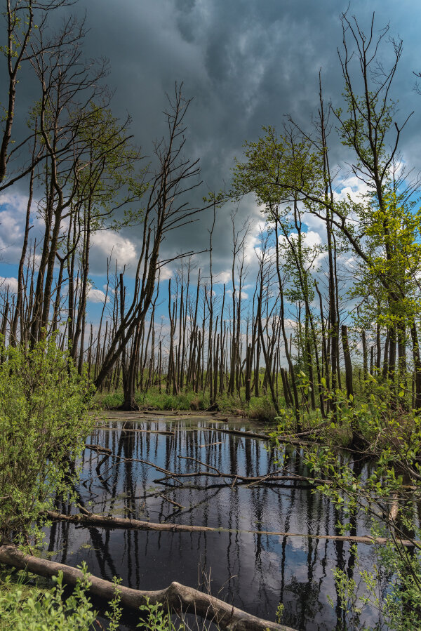 Nehringen Mai 2015_0103-Bearbeitet.jpg