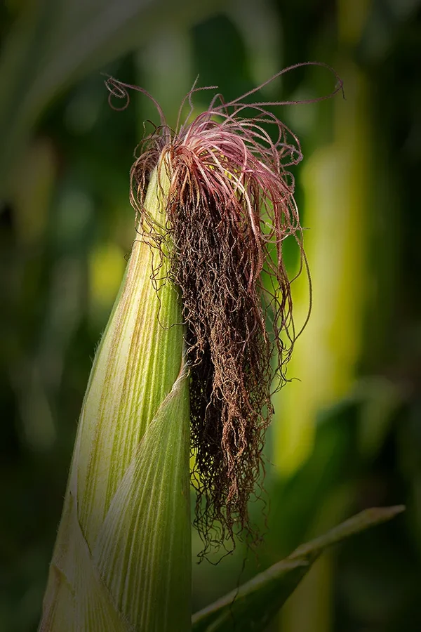ci_A7405493.webp