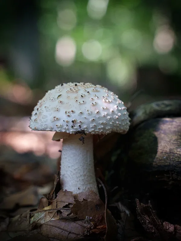 ci_A7405863.webp