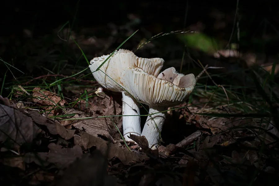 ci_A7405901.webp