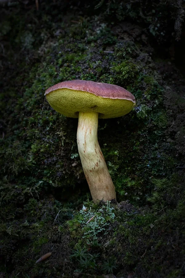 ci_A7405933.webp