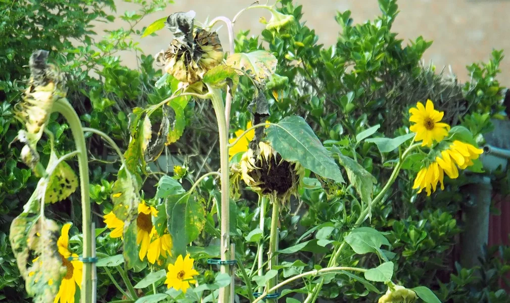 Sonnenblumen.webp