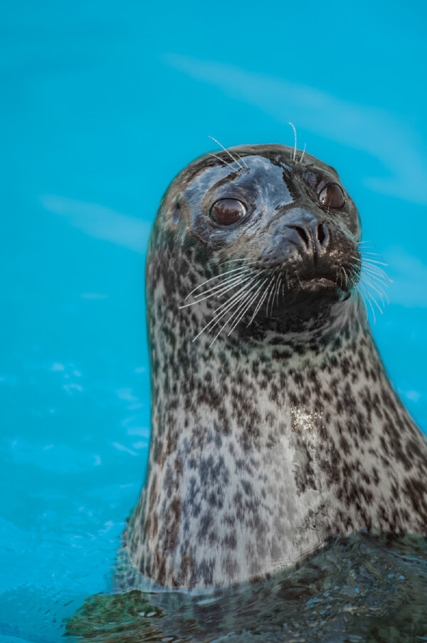 Tiergarten Odenkirchen 15.01.12_0026-Verbessert-RR.jpg