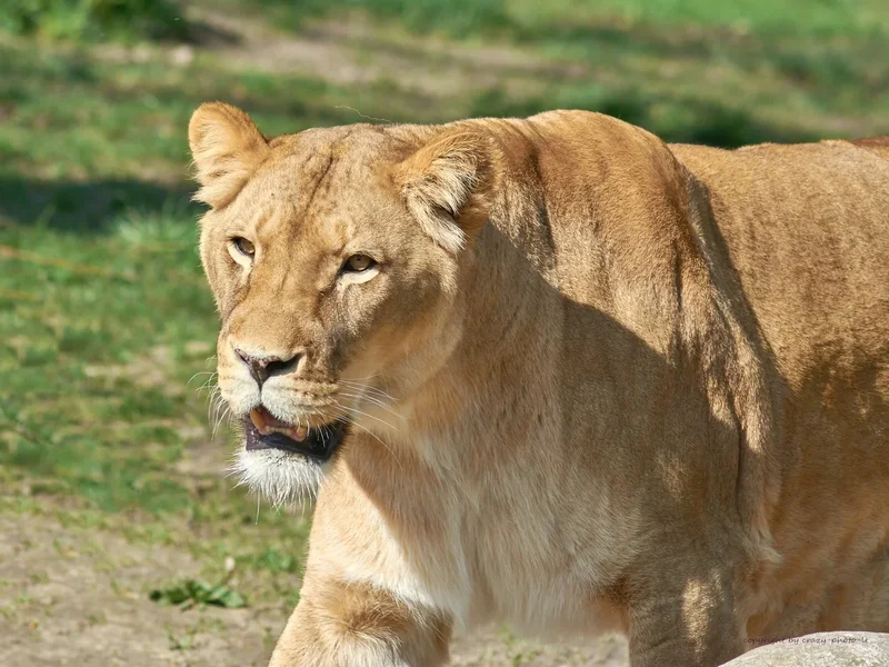 2023-04-21  ZOO-LE_C718515.webp