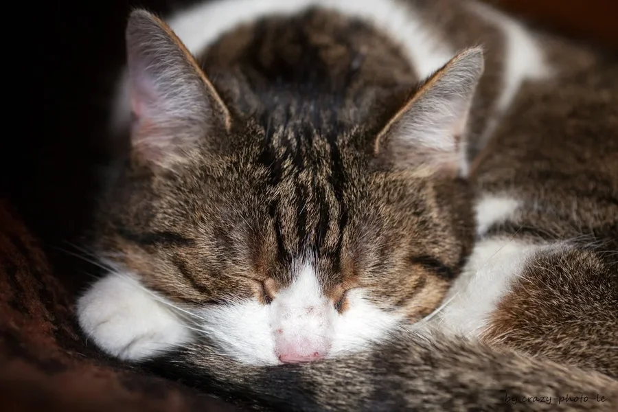 00005__MG_1454.webp