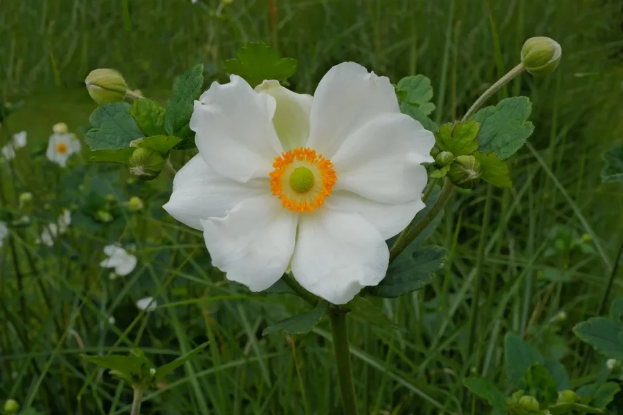 BlumeWeissmUmfeldWieseQ3_1500x1000.webp