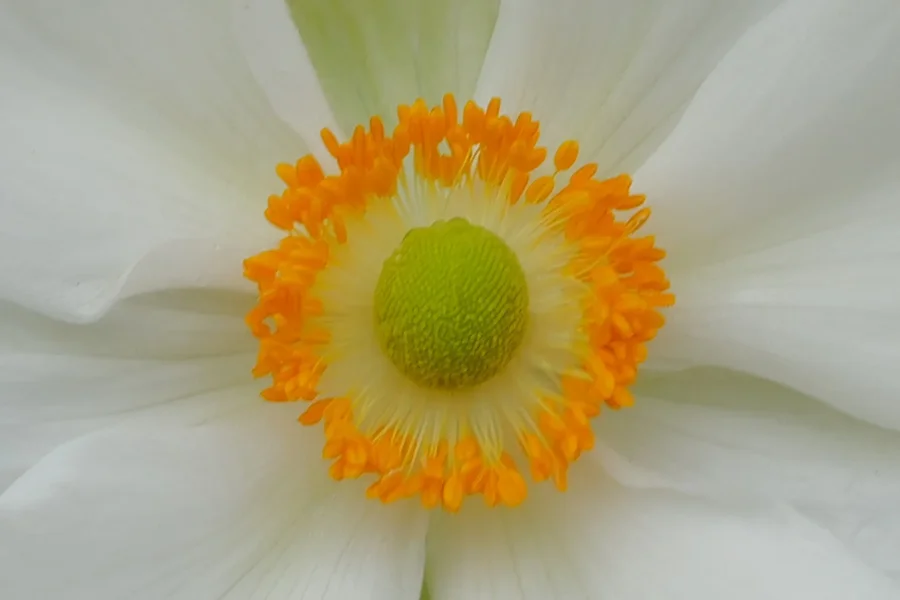 BlumeWeissmUmfeldWieseQ3CROPZENTRAL_1499x1000.webp