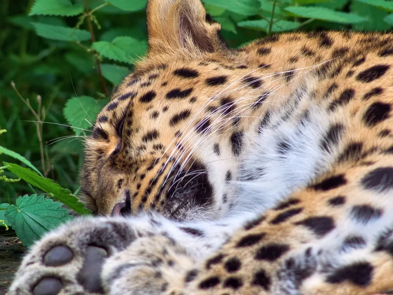 2023-09-01  ZOO-LE._9011511.webp