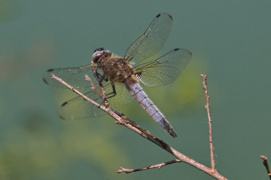 23-05-29 13-20_IMG_4145.jpg