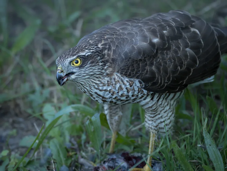 Vögel 2023-1856-Verbessert-RR.webp