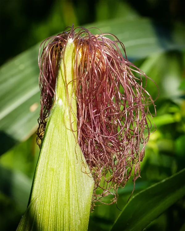 ci_A7407224.webp