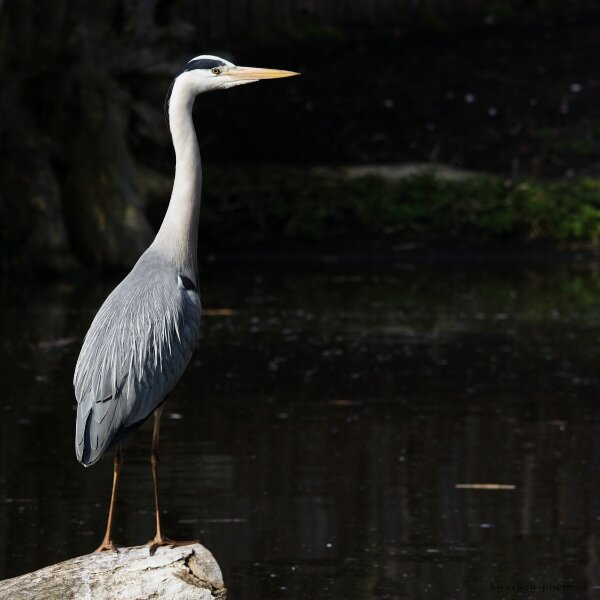 00779__MG_6252.jpg 00779__MG_6252.jpg