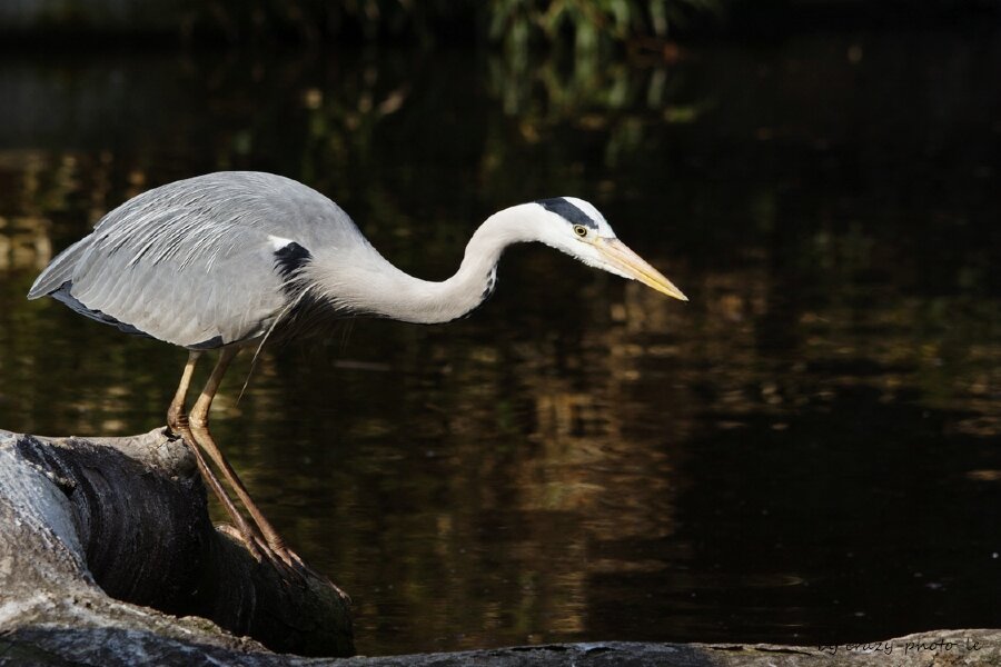 00782__MG_6261.jpg 00782__MG_6261.jpg