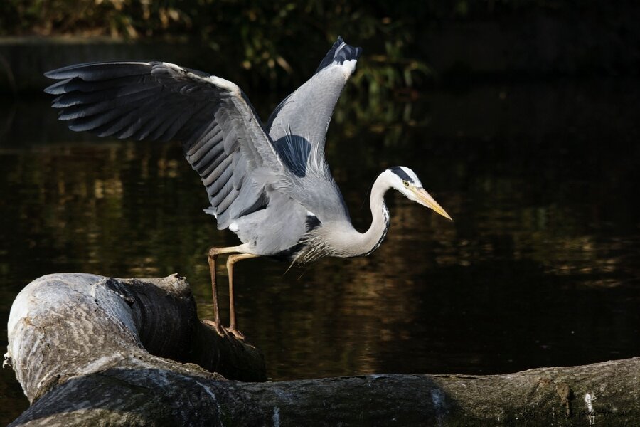 00783__MG_6262.jpg 00783__MG_6262.jpg