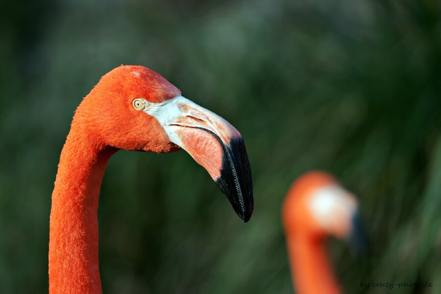 00037__7001312.jpg 00037__7001312.jpg