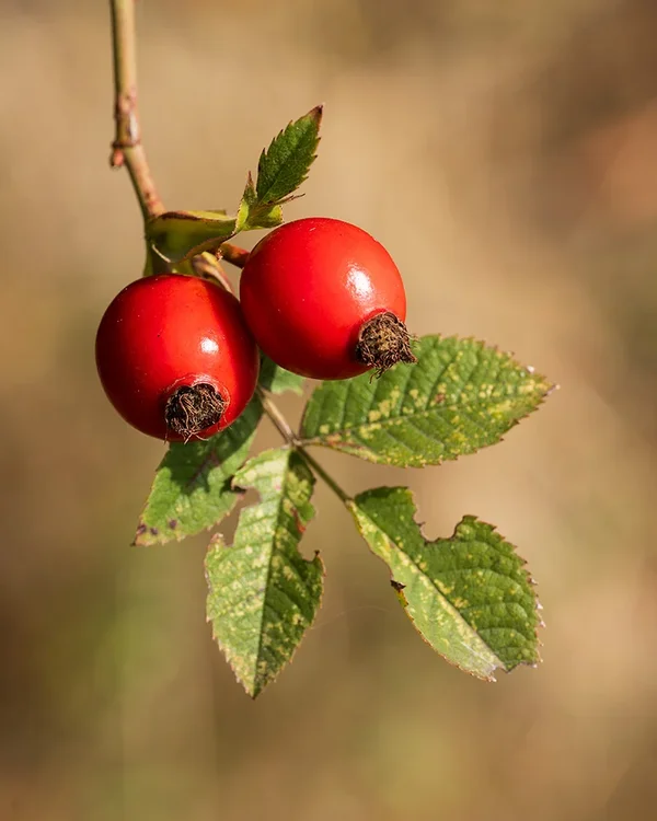 ci_A7407376.webp