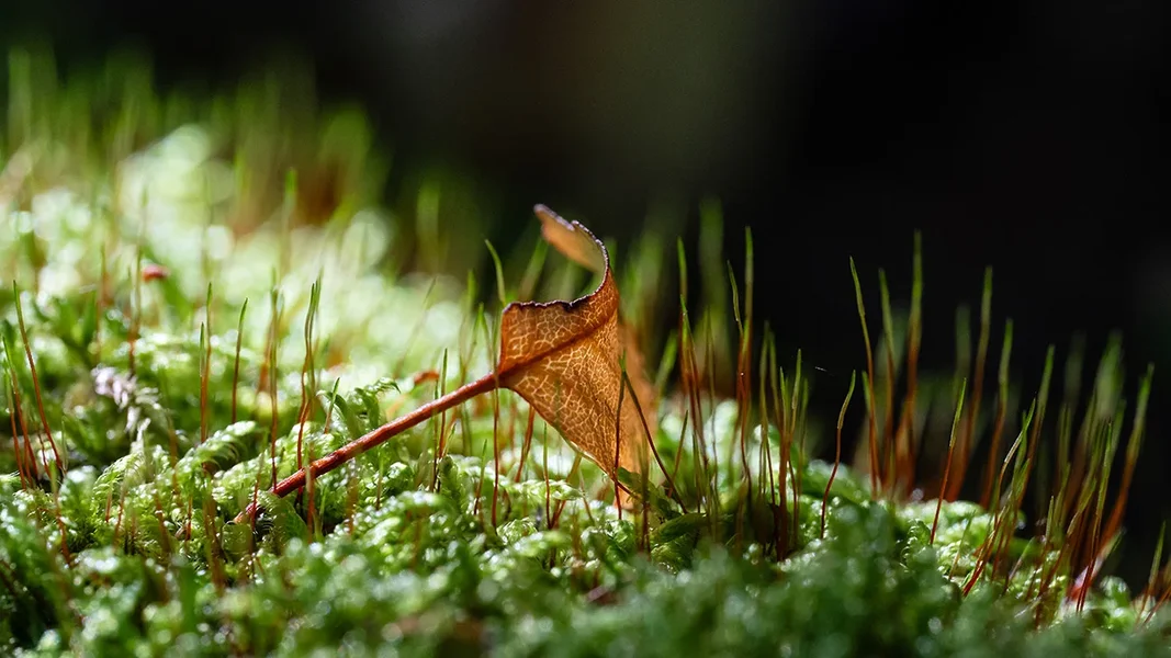 ci_A7407180.webp