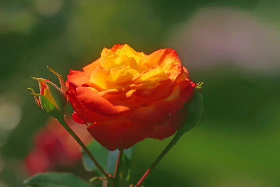 RoseSambaBlüteGROSSSL2Si105Mac2EXTVARIANTE_1498x1000.webp