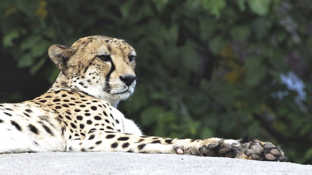 2023-09-30_ZOO-LEIPZIGFile020-16X9.jpg 2023-09-30_ZOO-LEIPZIGFile020-16X9.jpg