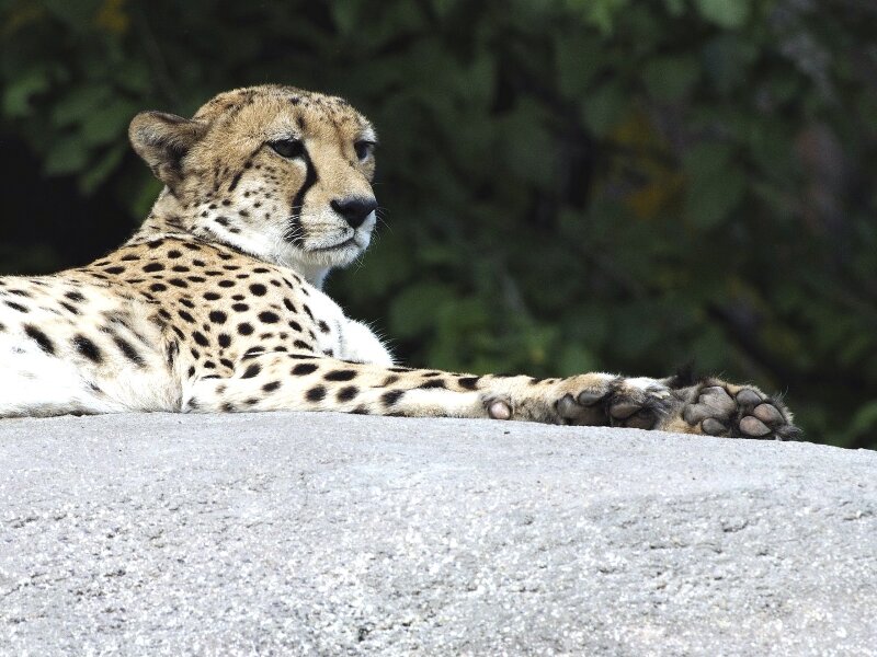 2023-09-30_ZOO-LEIPZIGFile024.jpg 2023-09-30_ZOO-LEIPZIGFile024.jpg